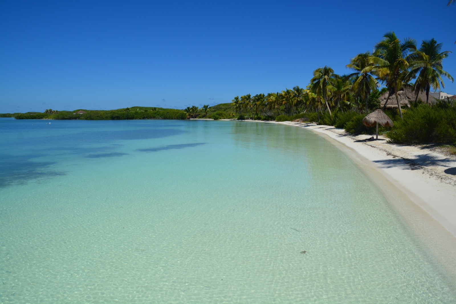 Playa de arena blanca y agua turquesa poco profunda bordeada de palmeras en Isla Contoy
