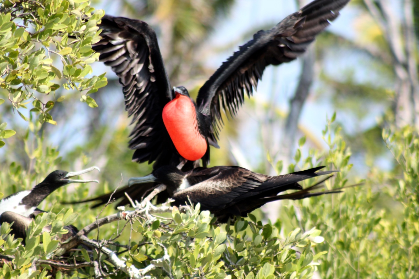 Fragata macho con la bolsa roja inflada en el manglar de Isla Contoy