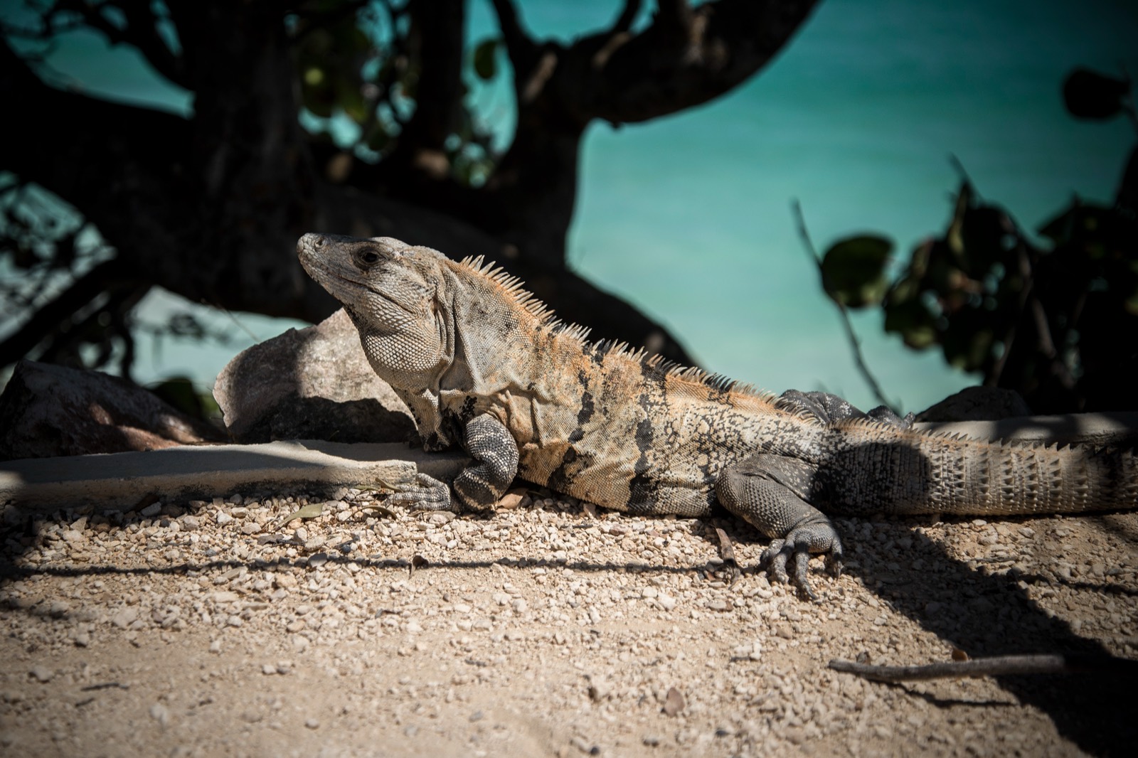 Iguana tomando el sol sobre una roca en la zona arqueológica de Tulum