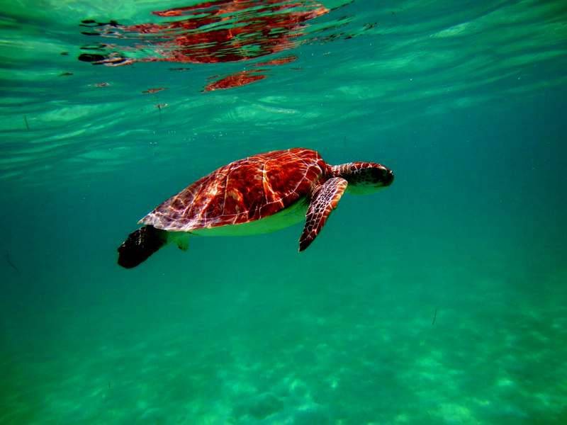 Tortuga marina nadando en agua verde turquesa
